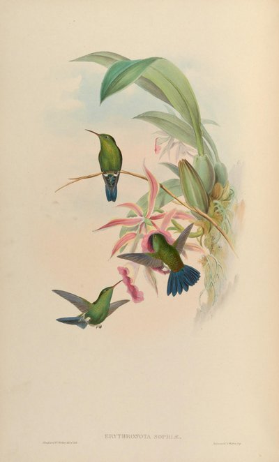 Amazilia saucerrottei saucerrottei by John Gould